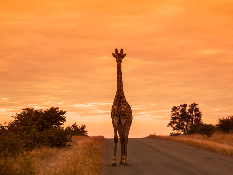 South African Explorer — 7